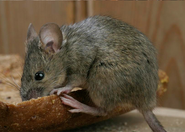 鼠类治理